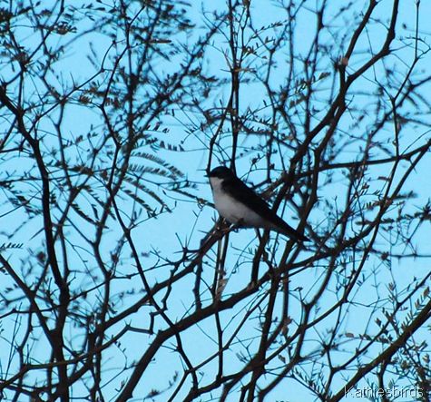 8. tree swallow-kab