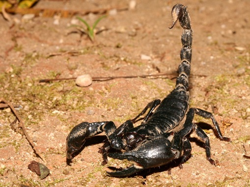human killers_www.wonders-world.com_804