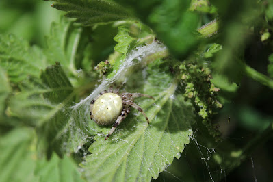 Viervlekwielwebspin - - Araneus quadratus