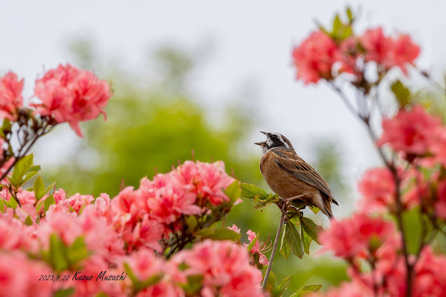 徳仙上山で出会った野鳥　ツツジの花にホオジロ
