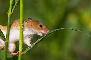 Mouse licking dew on grass