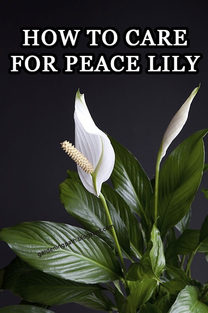 How To Care For Peace Lily