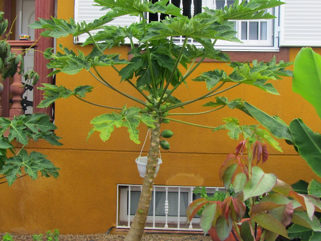 Papaya alle Canarie