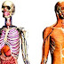 Mapa del cuerpo humano en 3D