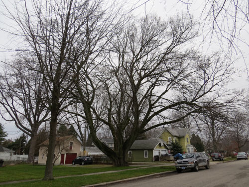 Norway Maple