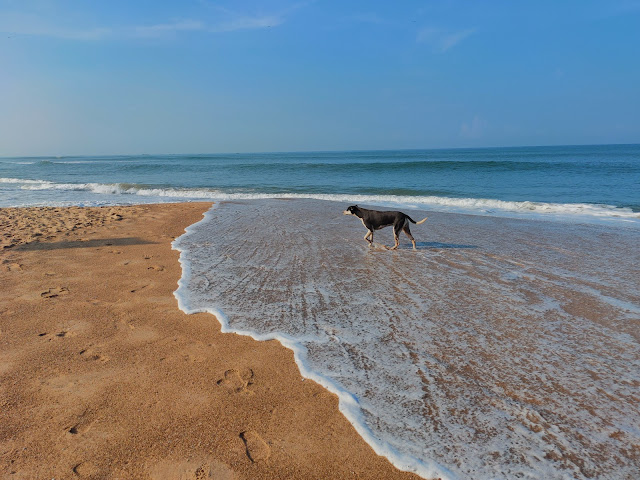 Why not take your dog to the beach