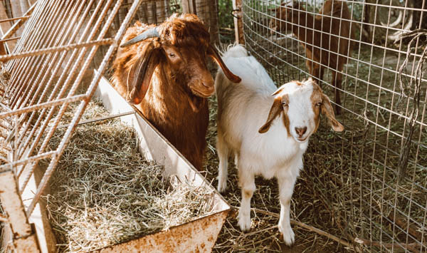 ternak kambing