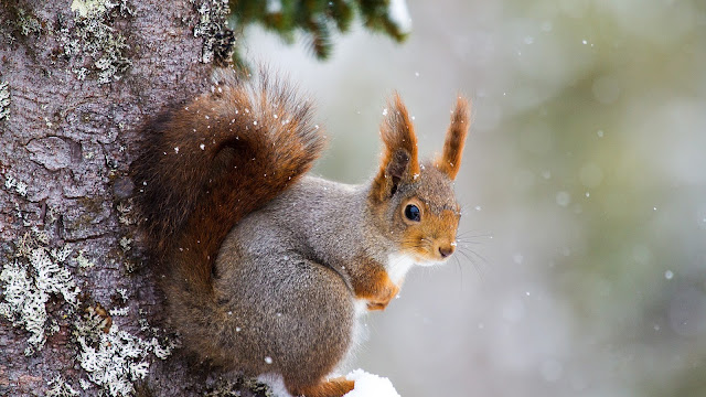 Squirrel HD Wallpaper