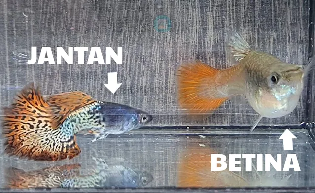 perbedaan ikan guppy jantan dan betina