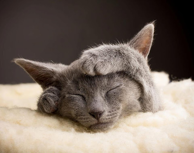 Cute little kitten sleeping on rug image