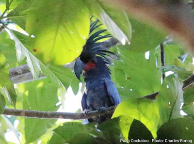 Palm Cockatoo, kakaktua raja