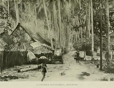 Coconut Plantation