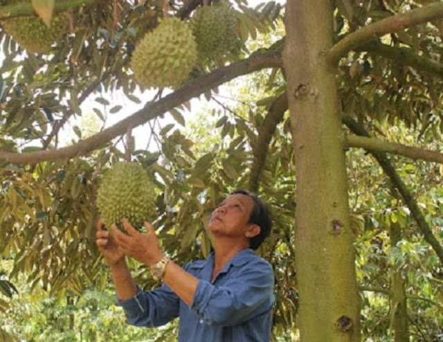 Cara menanam durian agar buahnya rata dan indah dari pengalaman petani