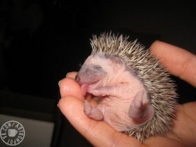 baby hedgehog tongue, funny animal pictures, animal pics