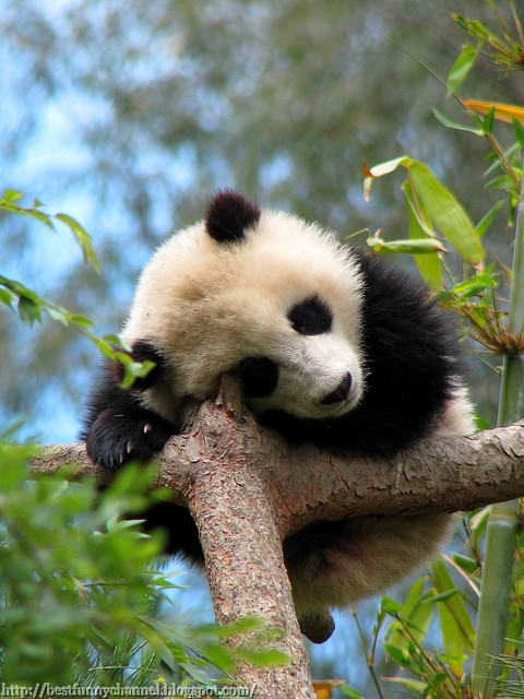 panda bears pictures