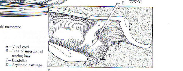 Teknik Operasi Laringotomy pada Hewan (Bedah Thoraks)