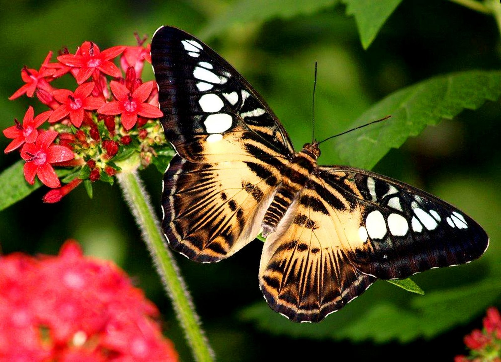 Best Butterfly Wallpapers