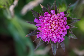 [Caprifoliaceae] Knautia arvensis – Field Scabiosa.