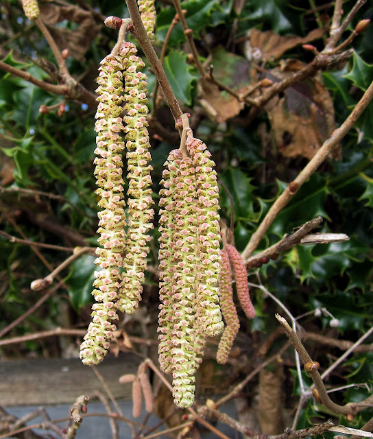 Hazel catkins, Corylus avellana. 25 February 2012.