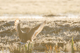 Wildlifefotografie Uferschnepfe