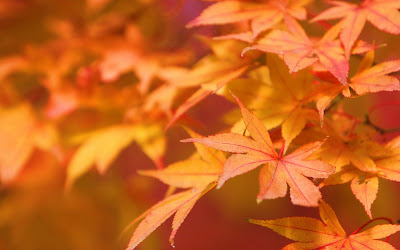 Japanese Maple Wallpaper