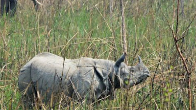 ভারতের কাছে গন্ডার ফেরত চেয়েছে নেপাল