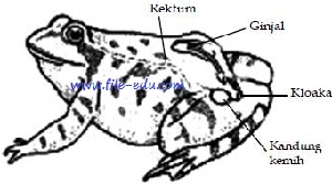 Sistem Ekskresi pada Vertebrata rinafira