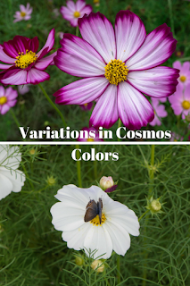 cosmos flowers