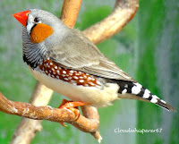 Picture Of A Finch Bird