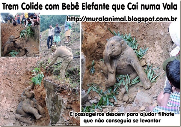 Elefante-bebe-2