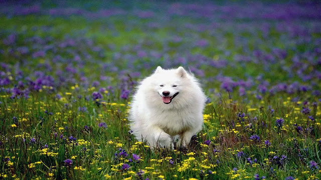 Samoyed