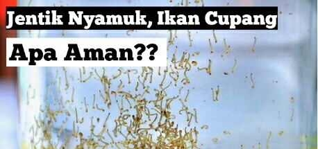 Begini!! Cara Memberi Jentik Nyamuk (Ncuk) buat Ikan Cupang | JejakSemut