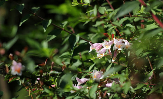 Abelia Parvifolia Flowers