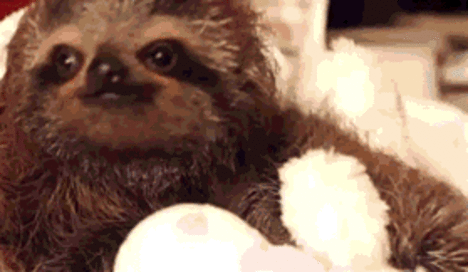 Jimmyfungus Com The Best Of Sloths The Best Collection Of Sloth Memes And Sloth Gifs The Internets Has To Offer You