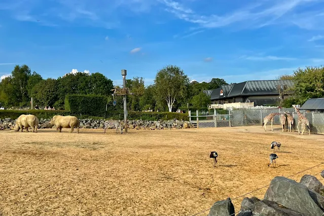 A large sandy space with rhino, zebra, giraffe and crane