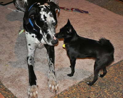 Remi laying on the floor nose to nose with Missy who is standing up