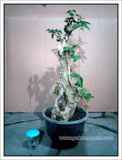 bahan bonsai mentaos