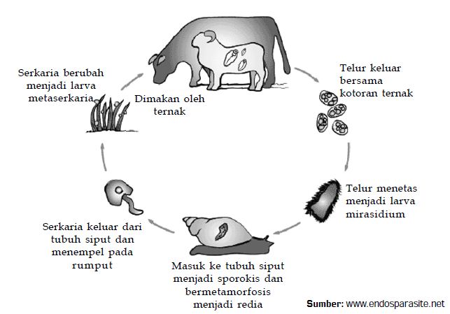 Klasifikasi Contoh Serta Siklus Hidup Hewan  dari Filum 