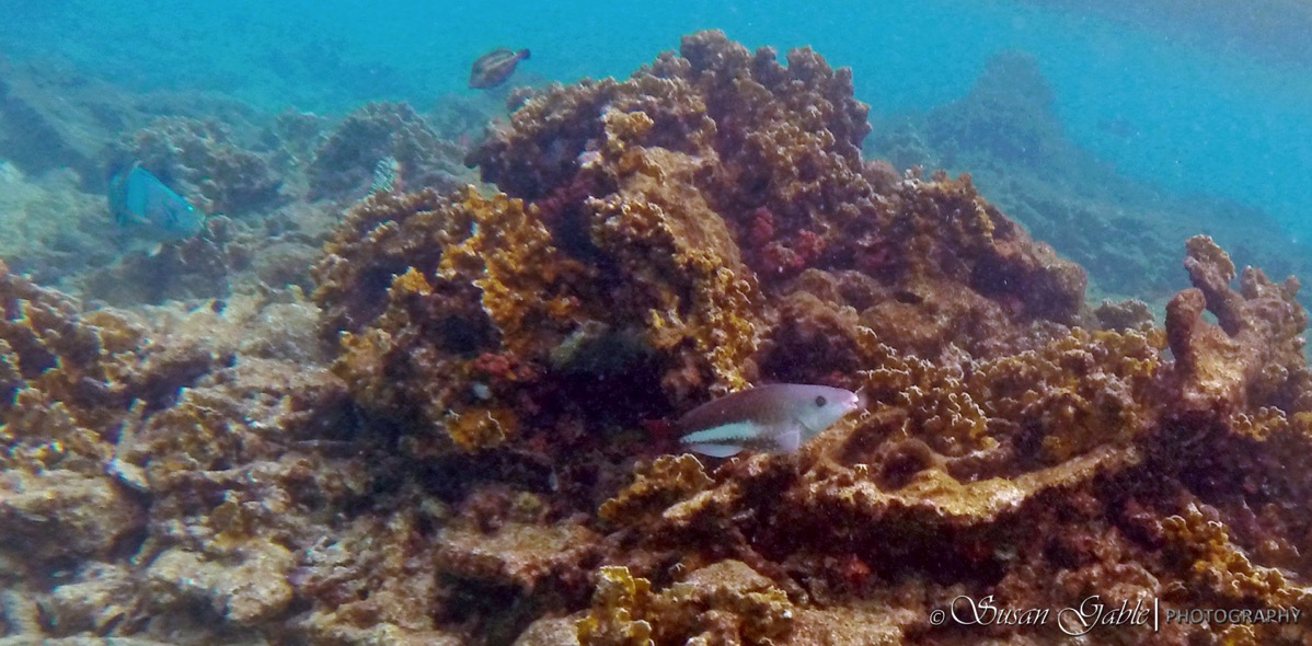 Bonaire GOPR0467