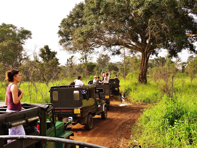 Safari na Sri Lance - który Park Narodowy wybrać? Gdzie pojechać? Minneriya National Park, Udawalawe czy Yala? Jaki jest koszt safari i wynajęcie jeepa?  