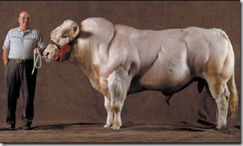 belgian blue bloqueadores de miostatina 