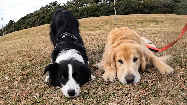 保護犬 ボーダーコリー トーマ