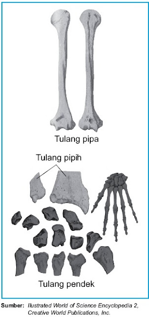 Apakah ciri khas ketiga jenis tulang tersebut Pintar Pelajaran Bentuk Tulang Pipih, Pendek, Pipa (Panjang)