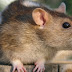 20 Cara Mengusir Tikus Dari Rumah (99% Terbukti)