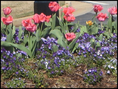 tulips