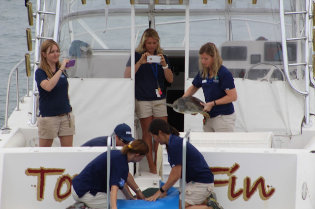 Sea Turtle Released Back Into the Wild