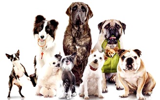 familia_de_perros