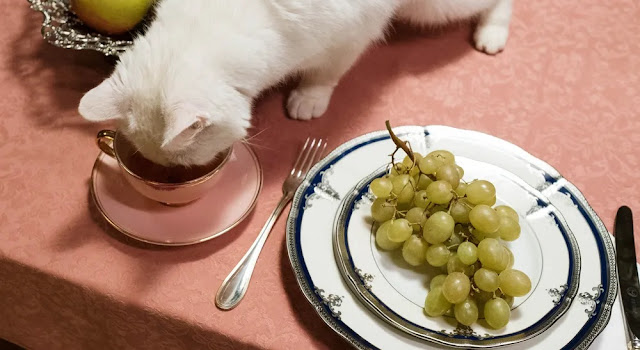 Ração x comida natural: entenda o que dizem veterinários sobre alimentação de pets