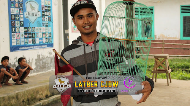 Jawara Lovebird M3 B - Lovebird Buronan milik Om Nanok dari Mataram Dampit