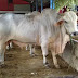 GAMBAR SAPI ONGOLE 8